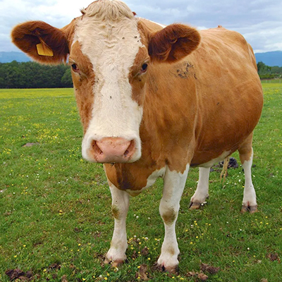Cattle